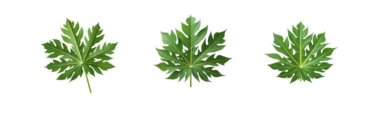 Naklejka premium Three isolated papaya leaves, with a light green background, arranged horizontally.