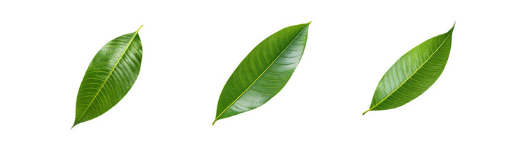 Fototapeta premium Three isolated green leaves with prominent veins, set against a white background.
