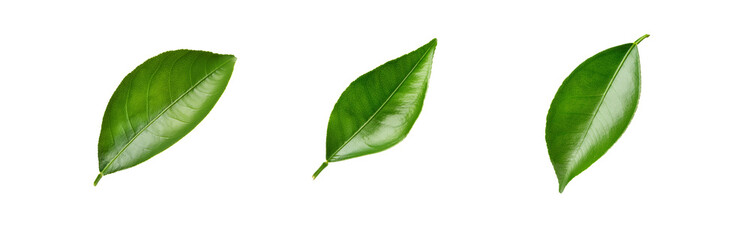 Obraz premium Three green leaves are isolated and positioned on a white background.