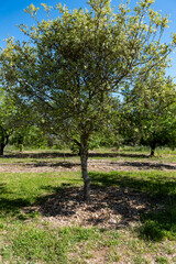 Truffle farm, cultivation of black winter Perigord truffles mushrooms, Tuber melanosporum, oak plantation, truffle hunting in winter on fields with oak trees