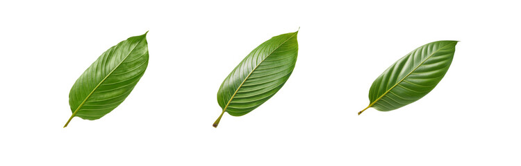 Three green leaves isolated on a white background, each leaf positioned in a different direction.