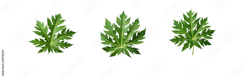 Poster three papaya leaves are isolated on a white background with a geometric pattern behind them.