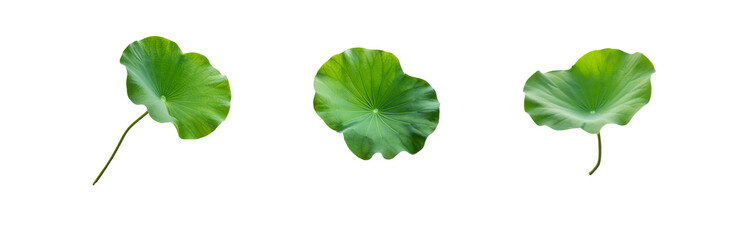Three green lotus leaves isolated on a white background.