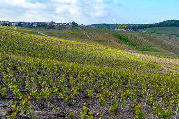 Landscape with green grand cru vineyards near Cramant, region Champagne, France. Cultivation of...