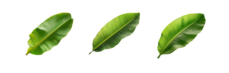 Fototapeta premium Three isolated banana leaves on a white background, perfect for design projects.