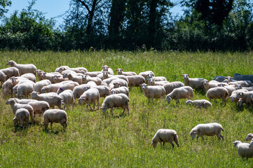Green pastures with grazing sheeps in Perigord Limousin Regional Natural Park, Dordogne, France in...