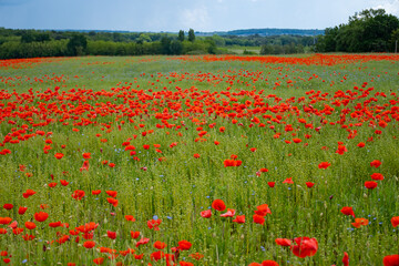 Colorful nature background, poppy and blue flax linen fields with many red poppy flowers, Charente, France in spring