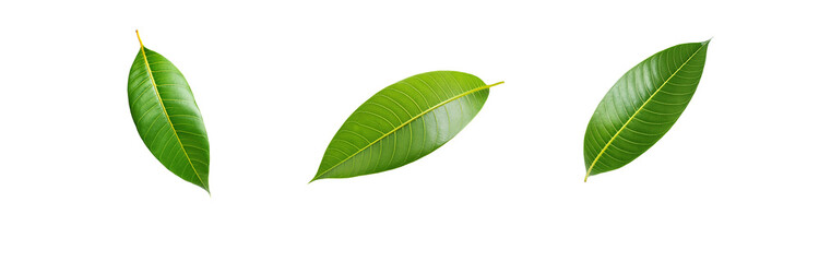 Obraz premium Three isolated green leaves on a white background.