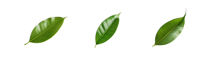 Obraz premium Three green leaves isolated against a white background.