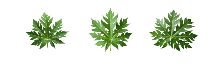 Three green papaya leaves isolated on a white background.