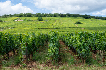 Green grand cru and premier cru vineyards with cross and rows of pinot noir grapes plants in Cote...