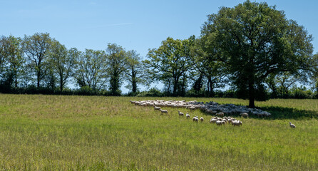 Green pastures with grazing sheeps in Perigord Limousin Regional Natural Park, Dordogne, France in...