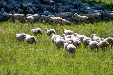 Green pastures with grazing sheeps in Perigord Limousin Regional Natural Park, Dordogne, France in...