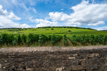 Green grand cru and premier cru vineyards with cross and rows of pinot noir grapes plants in Cote...