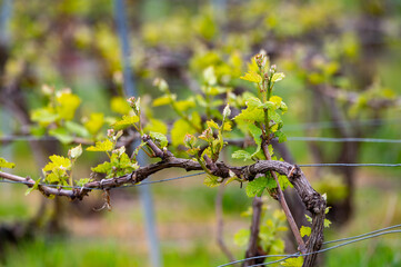 Close up on grand cru Champagne vineyards near Moulin de Verzenay, rows of pinot noir grape plants in Montagne de Reims near Verzy and Verzenay, Champagne, France