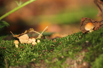 mushrooms on a tree/grass/moss