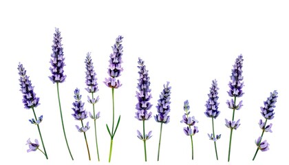 Set of lavender flowers: bouquet of lavender flowers on isolated white background, watercolor painting, hand drawing AI Generate