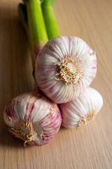 Fresh young heads of purple or violet French garlic