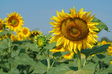 Fototapeta premium Beautiful young sunflowers grows on field. Bees on beautiful sunflower