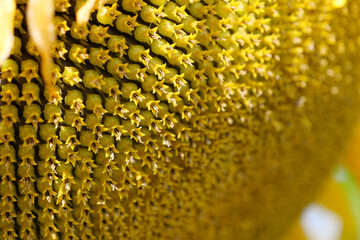 Fibonacci golden ratio in nature and sunflower seeds. Golden ratio in sunflowers