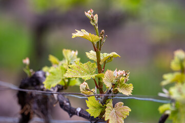 Close up on grand cru Champagne vineyards near Moulin de Verzenay, rows of pinot noir grape plants in Montagne de Reims near Verzy and Verzenay, Champagne, France