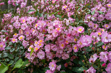 Blossom of pink rose rosehips flowers growing in public gardens in Bordeaux, France in sunny day.