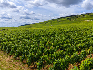 Green grand cru and premier cru vineyards with cross and rows of pinot noir grapes plants in Cote de nuits, making of famous red and white Burgundy wine in Burgundy region, Vosne-Romanee village