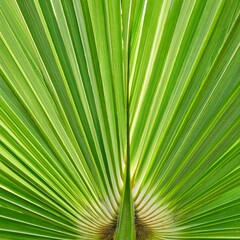 Fototapeta premium The beautiful green palm leaf pattern forms a symmetrical natural design. generative ai