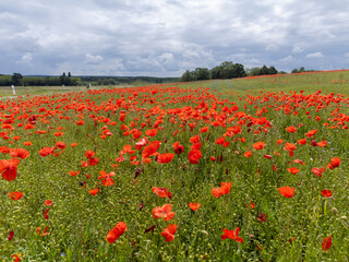 Colorful nature background, poppy and blue flax linen fields with many red poppy flowers, Charente, France in spring