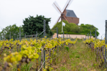 Close up on grand cru Champagne vineyards near Moulin de Verzenay, rows of pinot noir grape plants in Montagne de Reims near Verzy and Verzenay, Champagne, France