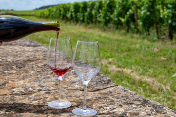 Tasting of red pinot noir wine on grand cru vineyards with cross and stone walls in Cote de nuits,...