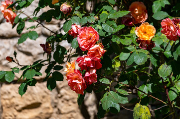Blossom of orange pink rose flowers growing in rosarium in public garden in Arcachon touristic town, France, in sunny day
