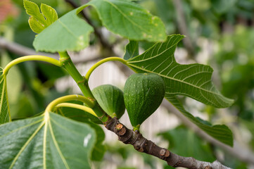 Green organic figs fruits growing on fig tree in summer
