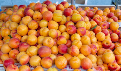 New harvest of fresh ripe sweet yellow-red apricots fruits in Provence, France