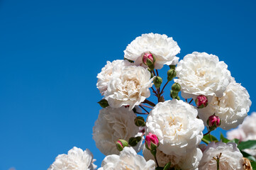 Blossom of white rose flowers growing in rosarium in public garden in Arcachon touristic town,...