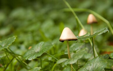 grzyby rosnące w lesie  © Sylwester