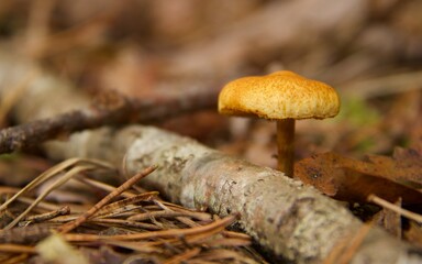 mały pomarańczowy grzyb © Sylwester