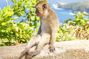 Monkey in Nusa Penida, Indonesia