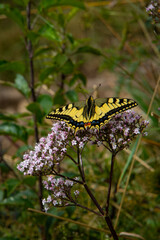 A Lime butterfly rests delicately on a blooming flower, its striking black and yellow wings spread wide. The intricate patterns and vibrant colors