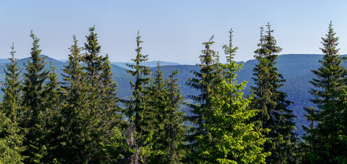 Panorama of Natural Spruce Forest silhouettes of trees on the background of mountains. Spruce forest on the background of mountains, silhouettes of fir trees among the Carpathian peaks. 