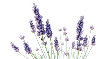 Naklejka premium Wildflower lavender on isolated white background, watercolor botanical painting AI Generate
