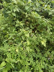 wild grass that is fertile and grows well in a savanna