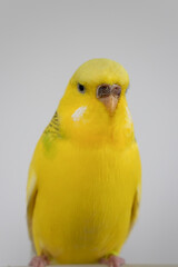 Yellow budgie budgerigar pet bird portrait with white background 