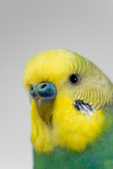 Green and yellow budgie budgerigar pet bird portrait with white background 