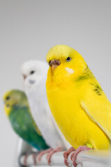 Green yellow white budgie flock trio budgerigar pet bird portrait with white background 