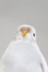 White budgie budgerigar pet bird portrait with white background 