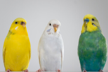 Green yellow white budgie flock trio budgerigar pet bird portrait with white background 
