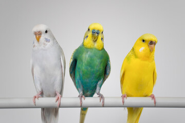 Green yellow white budgie flock trio budgerigar pet bird portrait with white background 