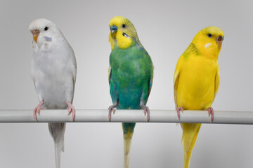 Green yellow white budgie flock trio budgerigar pet bird portrait with white background 