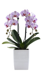Orchid purple flower in white pot transparent background